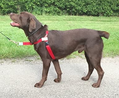 Walk Your Dog With Love Sports Edition (25-54kg, RUBY RED)
