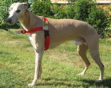 Walk Your Dog With Love Sports Edition (11-29kg, RUBY RED)