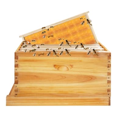 Fyssnn All-in-One Wood Bee Hive 5-Frame | Beekeeping Box Starter Kit | Garden Bee House for Beginners & Beekeepers | Complete Beekeeping Supplies for Backyard